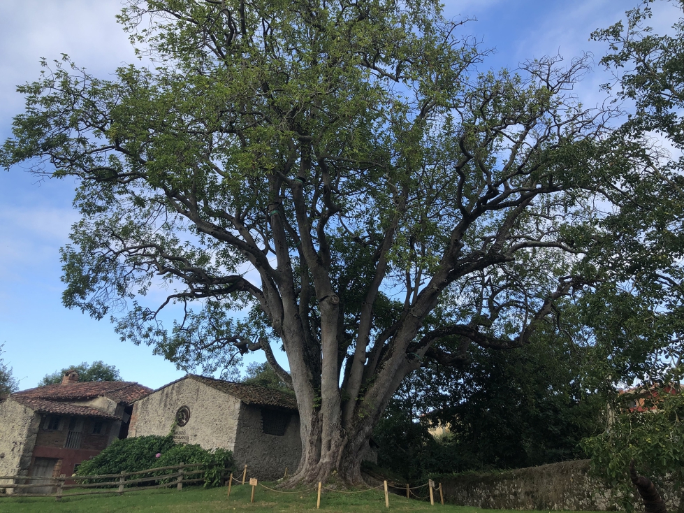 Ejemplar centenario de aguacate en Asturias