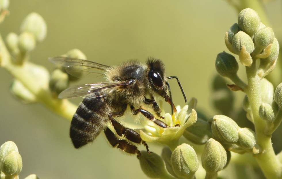 Ejemplar de abeja mel�fera polinizando flores de aguacate