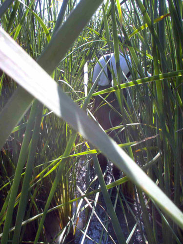 En lAlbufera se construy un tipo de humedal artificial de flujo superficial. Foto: Iiama