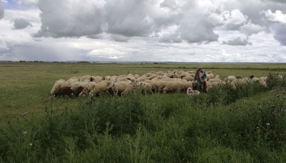 Pastoreo de un rebao de ganado ovino