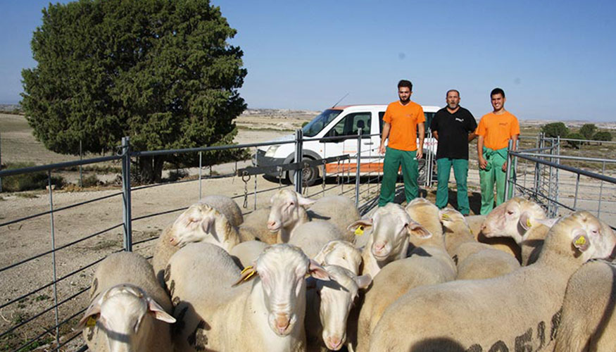 Sementales preparados para la subasta