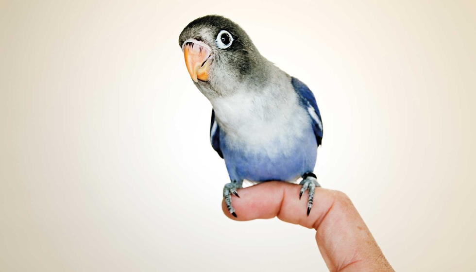 Es obligatorio identificar a las aves mediante anillado o microchip y registrarlas