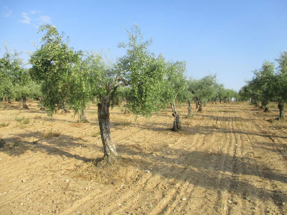 El olivar del Norte de Cceres posee unas caractersticas intrnsecas que lo hace singular al del cultivo del olivo en otras zonas de Espaa...