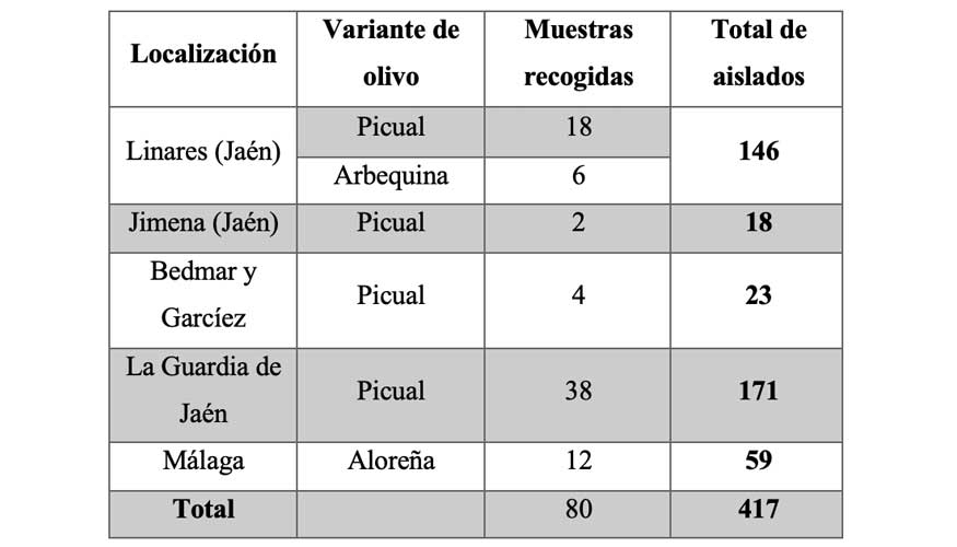 Tabla 1. Resumen de las muestras aislados de la esporobiota del olivo (Manetsberger et al.).