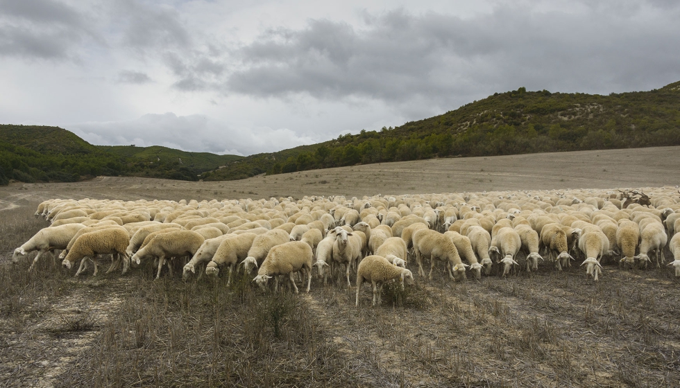 Reba�o de Rasa Aragonesa en el campo