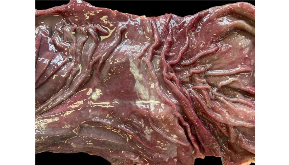 Figura 1. Abomasitis hemorr�gica aguda difusa