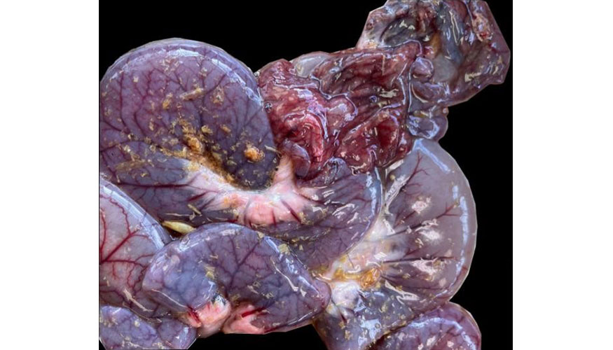 Figuras 2. Enteritis hemorr�gica aguda difusa