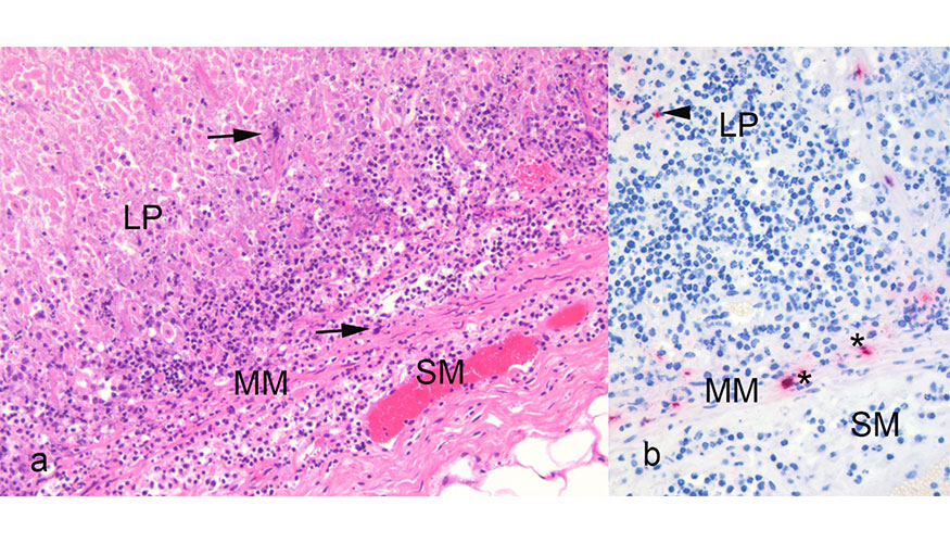 Figura 3. Muestras histopatol�gicas de abomaso afectados por 'L. monocytogenes'. A. Tinci�n hematoxilina-eosina...
