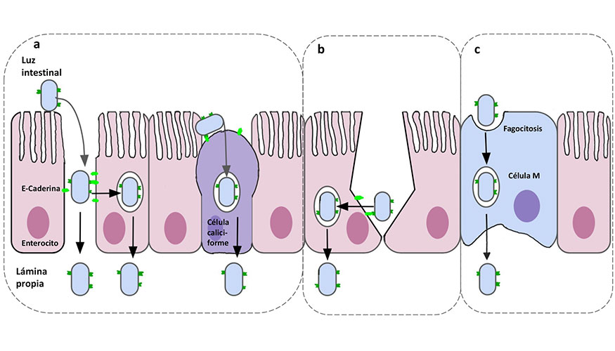 Figura 4. Paso de 'L. monocytogenes' desde la luz intestinal hasta la l�mina propia mediante a...