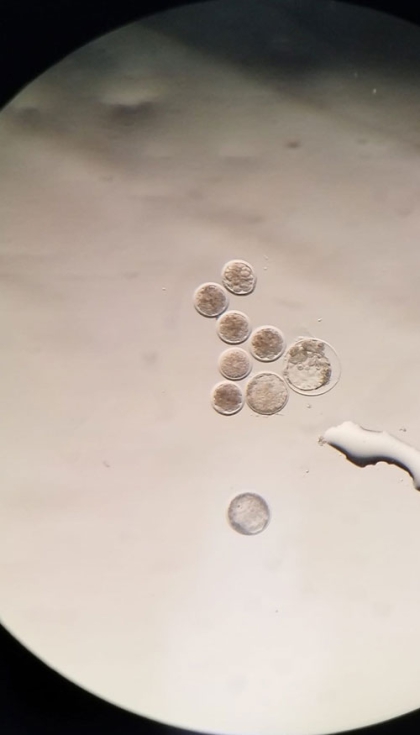 Embriones in vitro