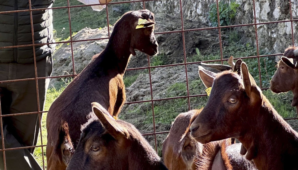 Ejemplares de la raza caprina Guisandesa