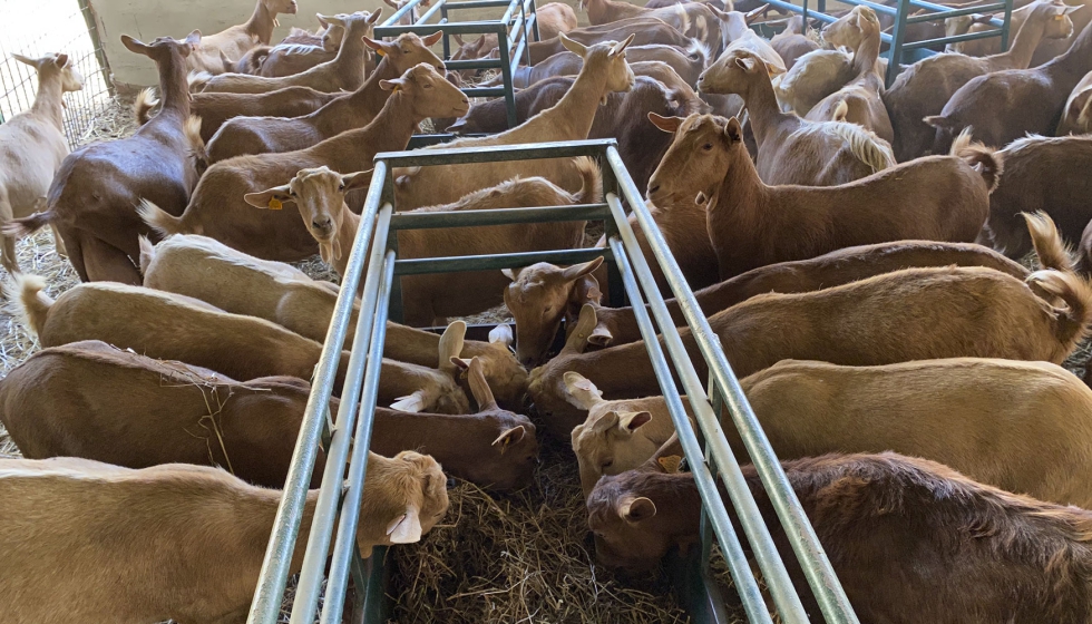 Cabras de raza Malaguea se alimentan en una explotacin ganadera
