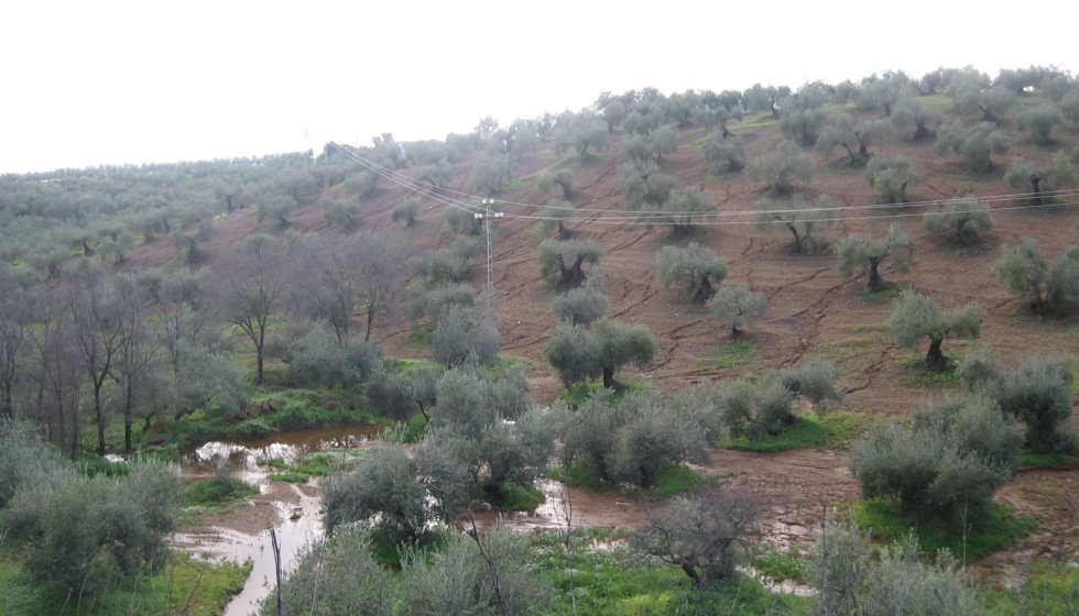 Imagen 1. Consecuencias sobre el suelo de la erosin en un olivar labrado