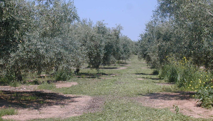 Imagen 4. Cubierta Vegetal de restos de poda con hojas de limpia