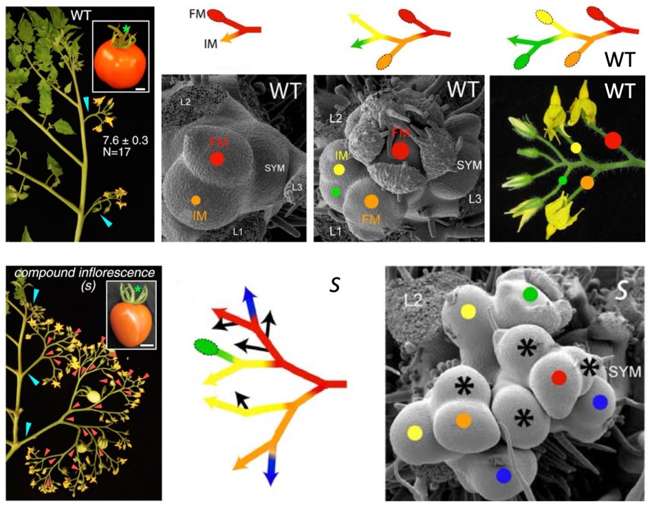 Figura 1. Patrones de ramificacin de inflorescencias de plantas silvestres (WT) y del mutante compound inflorescence (s)...