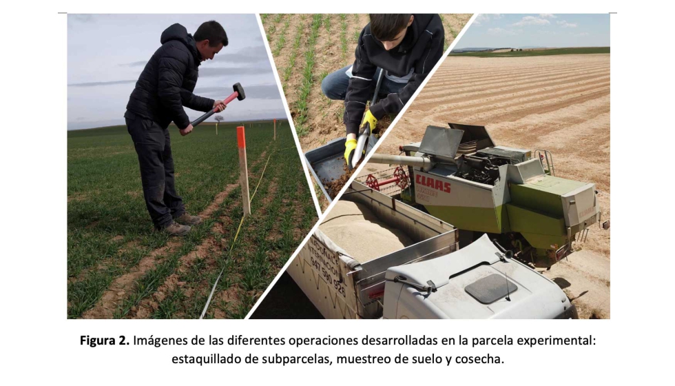Figura 2. Im�genes de las diferentes operaciones desarrolladas en la parcela experimental: estaquillado de subparcelas, muestreo de suelo y cosecha...