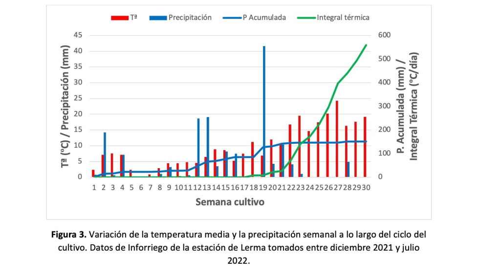 Figura 3. Variaci�n de la temperatura media y la precipitaci�n semanal a lo largo del ciclo del cultivo...