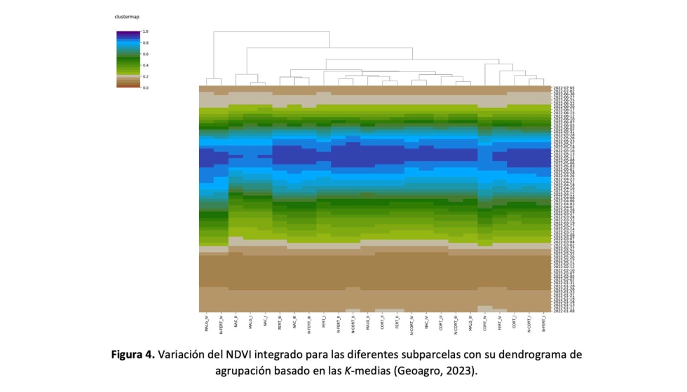 Figura 4. Variaci�n del NDVI integrado para las diferentes subparcelas con su dendrograma de agrupaci�n basado en las K-medias (Geoagro, 2023)...
