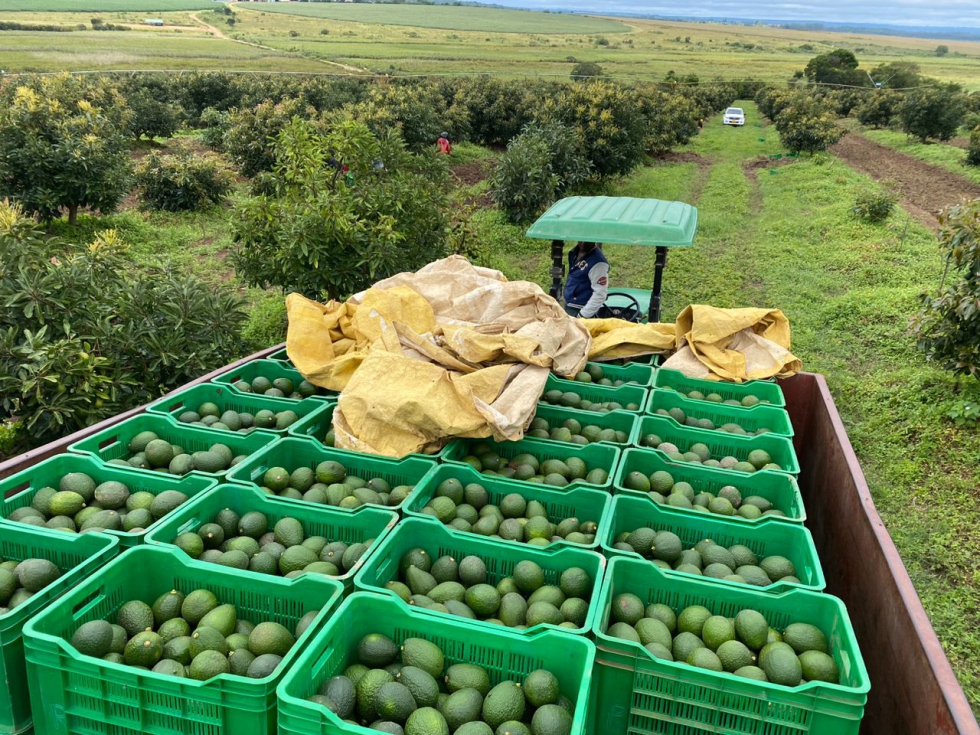 "La industria asociada al aguacate permite regularizar la economa y propicia que los trabajadores y agricultores tengan acceso a coberturas y...