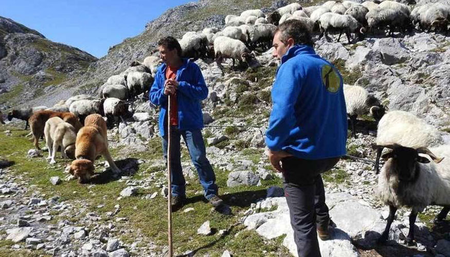 Rebao ovino en Picos de Europa