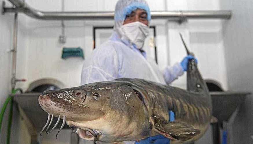 Ibercaja ha otorgado a Caviar Pirinea, grupo referente en produccin de trucha y caviar de esturin, un prstamo de 3...