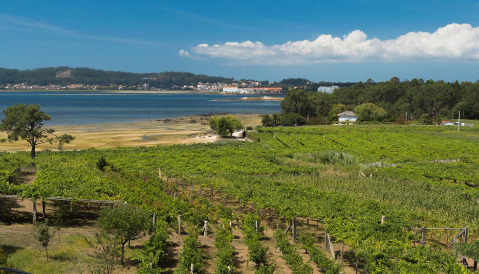 El Albario es el vino ms destacado de la zona