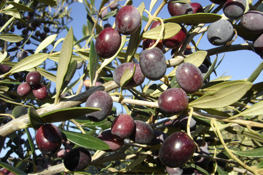 Variedade de oliveira Arbequina