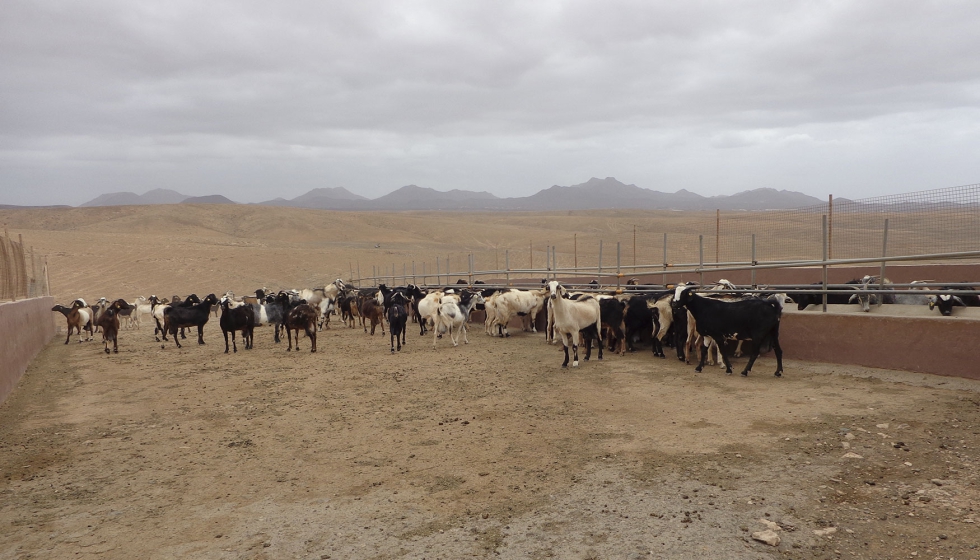 Rebao de la raza caprina Majorera en Canarias