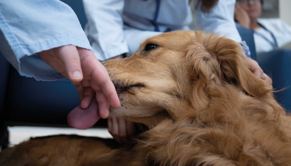 Las terapias asistidas con perros se integran como un soporte emocional excepcional en un pas donde la salud mental de nios y adolescentes arroja...