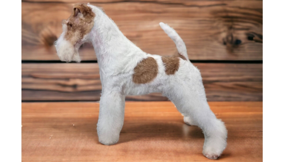 las orejas de cerdo son malas para un fox terrier miniatura