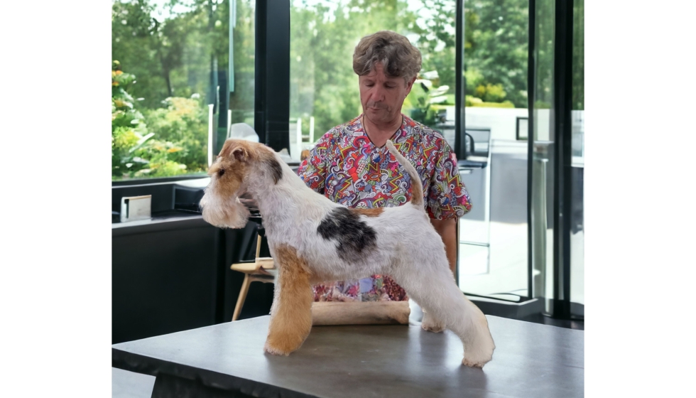 las orejas de cerdo son malas para un fox terrier miniatura