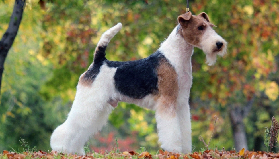 las orejas de cerdo son malas para un fox terrier miniatura