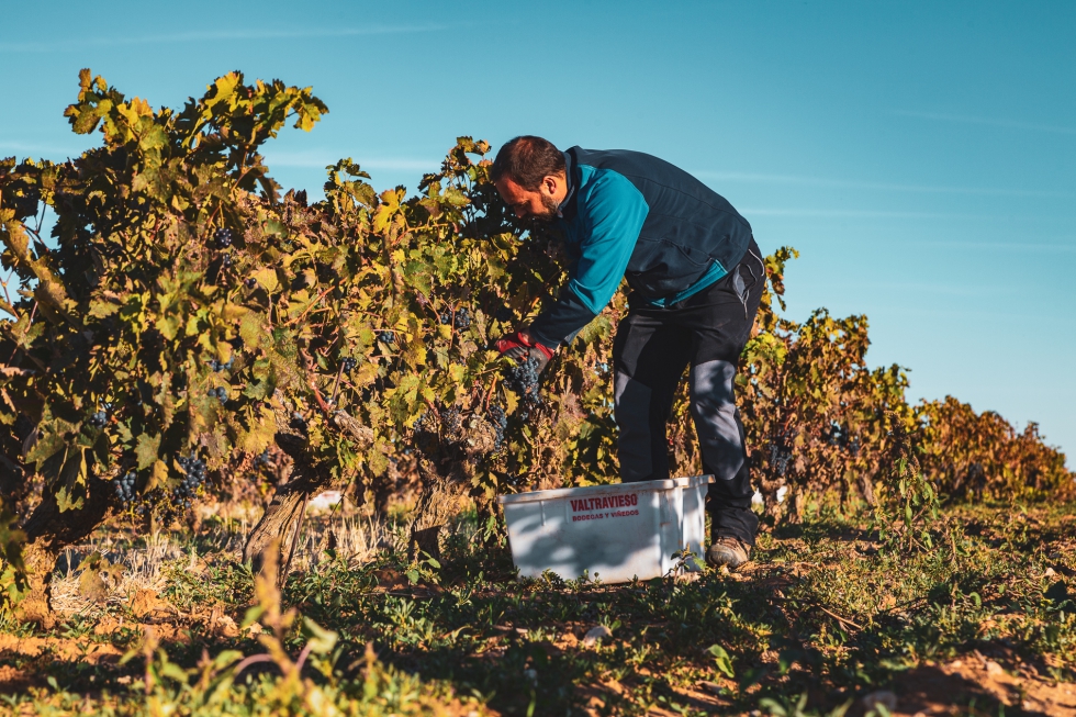 La vendimia ha sido temprana, rpida y con uvas de la mejor calidad debido al favorable clima de este ao...