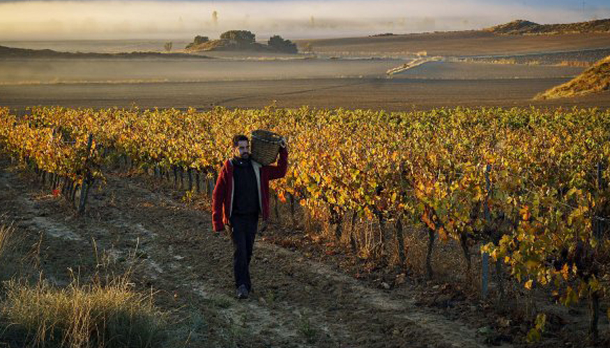 La DO Navarra pone fin a la vendimia de manera oficial con el corte del ltimo racimo de uva protagonizado en Olite por el consejero de Desarrollo...