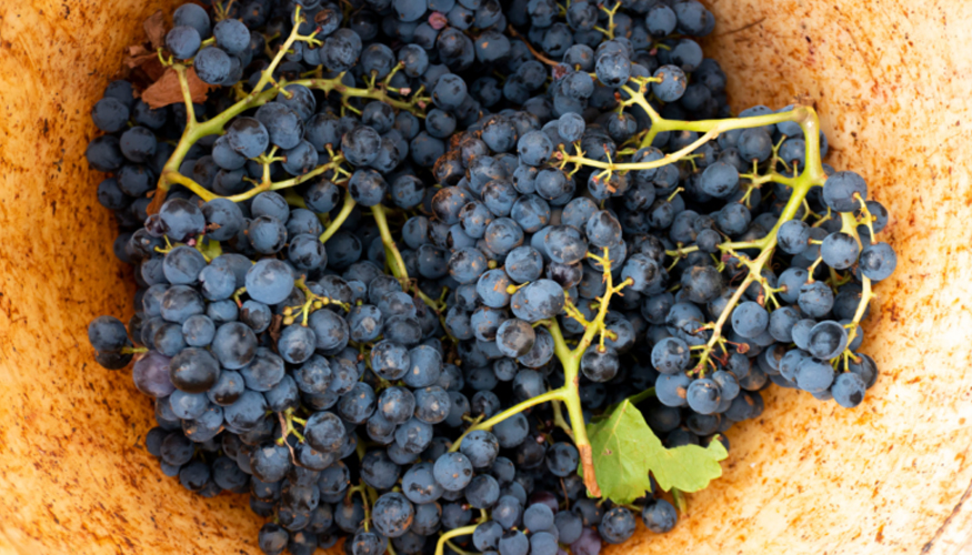 La calidad de las uvas conseguidas en la vendimia ha sido muy buena