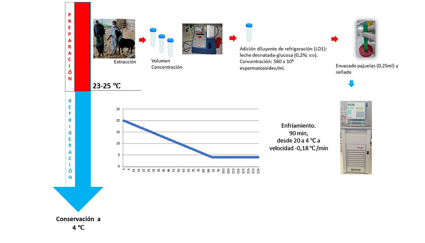 Protocolo de refrigeraci�n de semen caprino