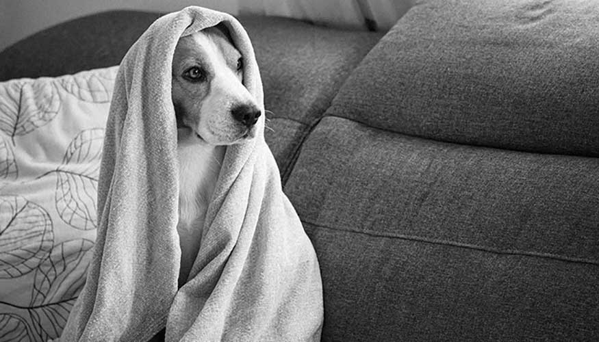 como acicalar dentro de las orejas de un perro