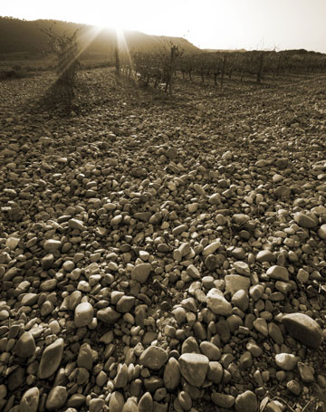 Los Ribera del Duero son los segundos en ventas dentro del pas aunque se exportan a ms de un centenar de pases. Foto: Fernando Fernndez...