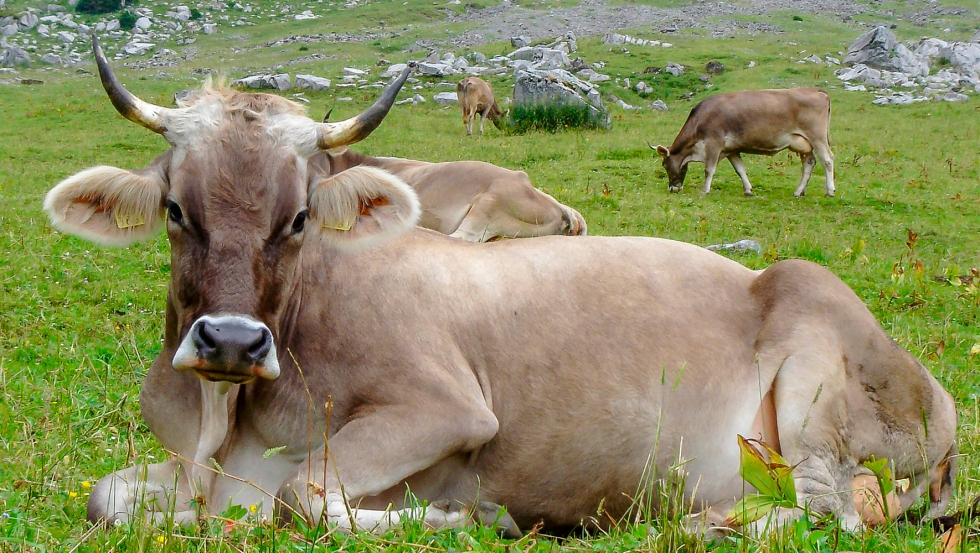 Vaca de la raza Parda - Alpina
