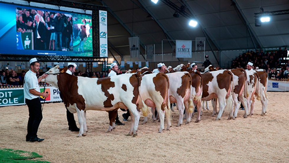 Exposicin de vacuno de leche