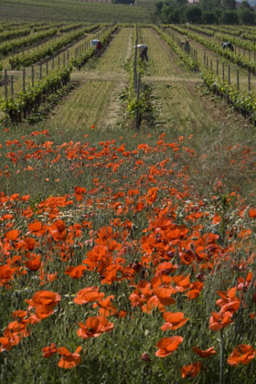 Los vinos envejecidos en barrica representan ms del 60 % de las ventas de Ribera del Duero. Ello corrobora el modelo adoptado por la D.O...