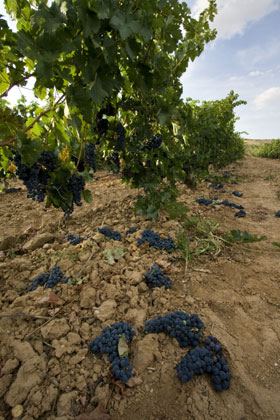 Desde el Consejo Regulador se llevan a cabo campaas nacionales e internacionales para difundir los vinos Ribera del Duero. Foto: Fernando Fernndez...