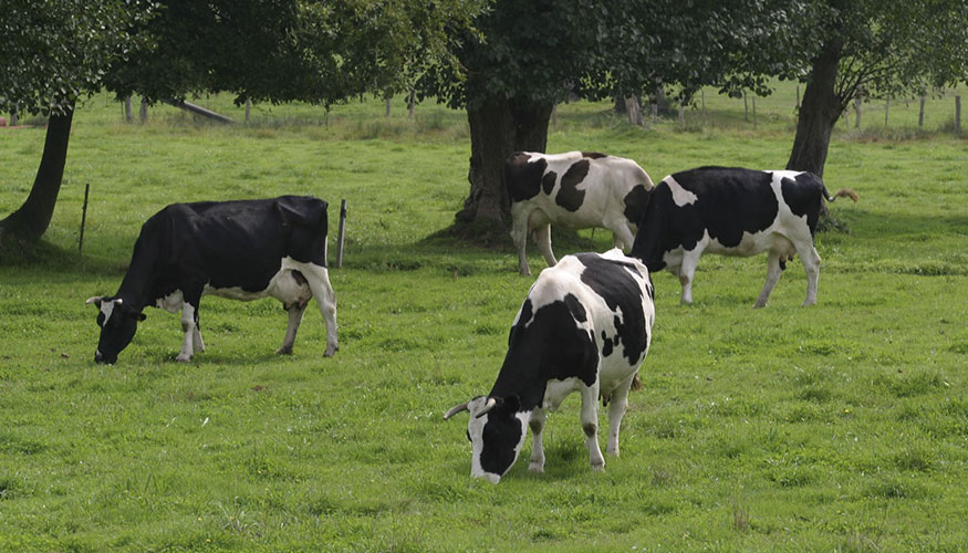 Ganado vacuno de leche en Galicia