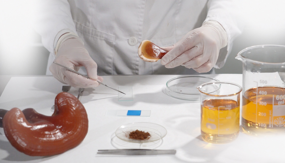 Hifas da Terra presenta su línea para crear antibióticos a partir de hongos