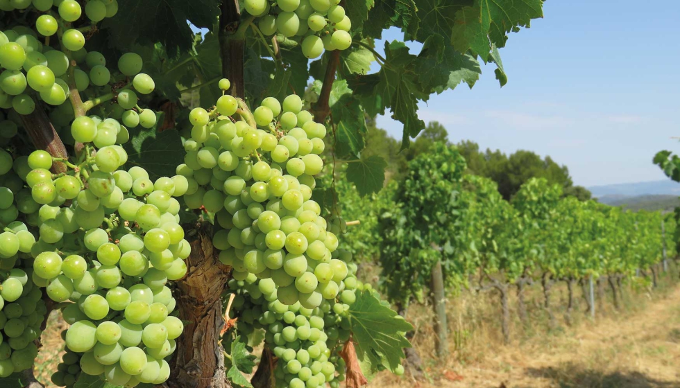 En 2022, España tenía 149.562 hectáreas de viñedo ecológico