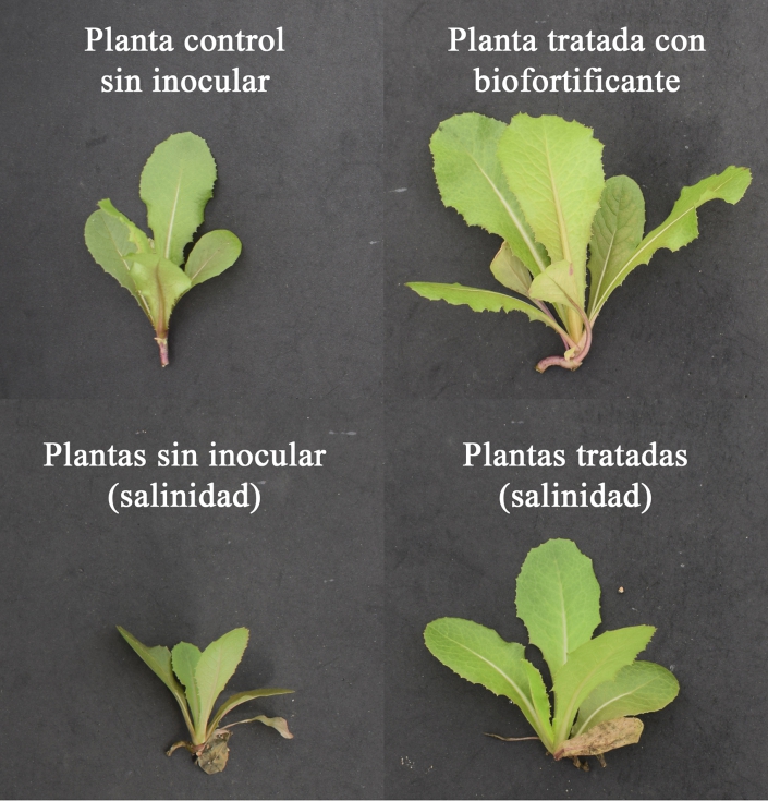Figura 1. Efeito da biofortificao de plantas de alface atravs da aplicao de Rhizobium, em condies normais (em cima) e salinidade (em baixo)...