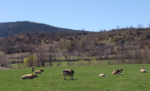 Vaca de la raza gascona / IRTA