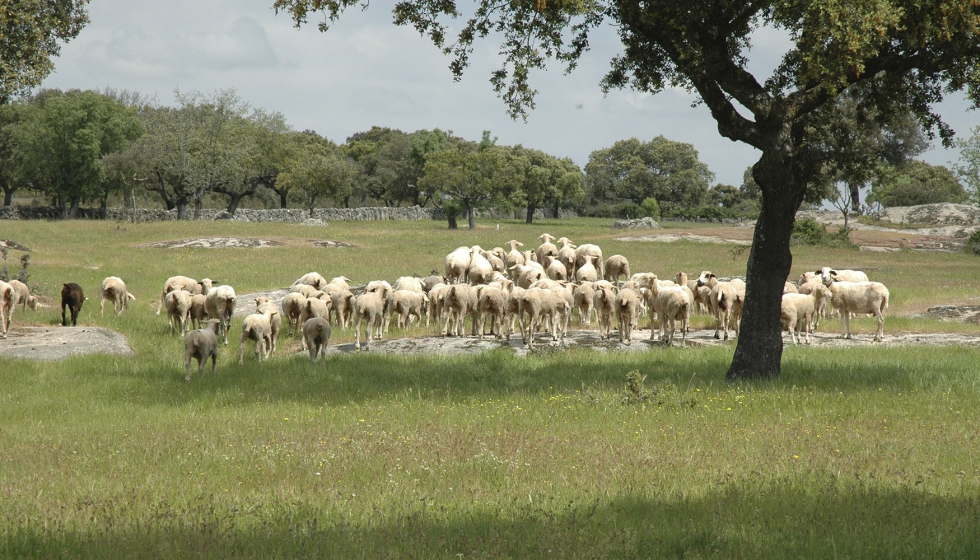 Rebao de ganado ovino en el campo