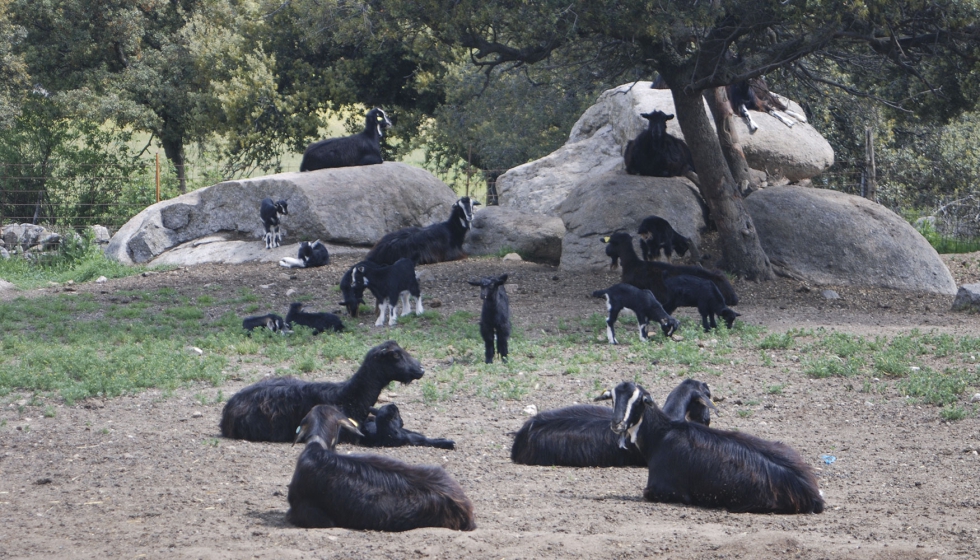 Rebao de cabras del Guadarrama