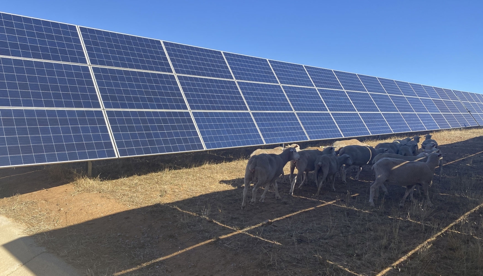 Rebao de ovejas ante unos paneles solares